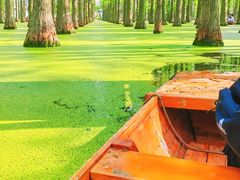 -渌洋湖湿地公园