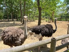 -大连森林动物园