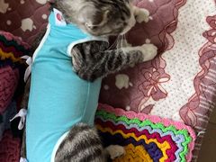 -宠福鑫康馨动物医院·骨科·眼科