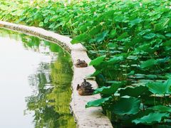 -莲花池公园
