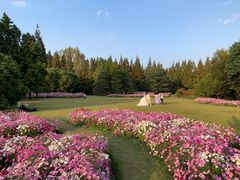 -上海滨江森林公园