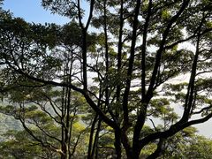 -梧桐山风景名胜区