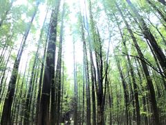 -武陵山森林公园