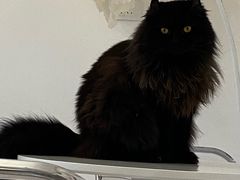 -团子家猫咪猫咖馆·柯基·柯尔鸭