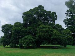 -墨尔本皇家植物园