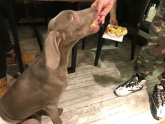 -百好乐宠物友好餐厅(朝外大街店)