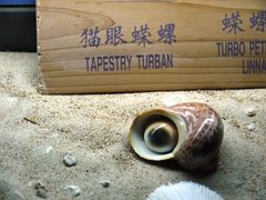 -亚龙湾中心广场·贝壳馆