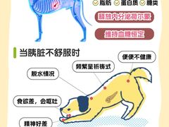 -瑞派天使宠物医院·神经外科·骨科·核磁(洛川中路店)