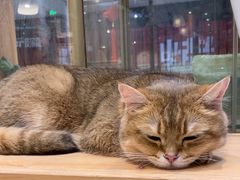 -藏猫猫咖啡主题馆(中央大道店)