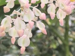 -上海辰山植物园