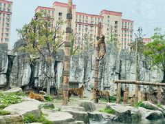 -上海野生动物园老虎餐厅