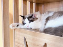 -白兔子密室(长寿路店)