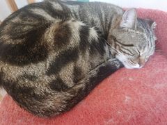 -Catmate·猫肥家润(金润铂宫店)