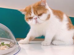 -飞行喵MR PILOT|猫舍·猫咖(静安大融城店)
