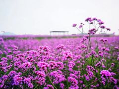 -光明小镇欢乐田园