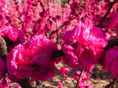 -大兴滨河森林公园