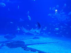 -烟台海昌鲸鲨海洋公园