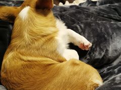 -瑞派名望24h动物医院异宠专科·猫专科·骨科·重症监护分院