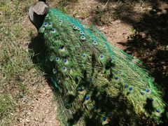 -北京麋鹿生态实验中心