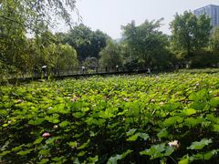 -沐仙湖湿地公园