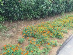 武汉紫薇都市田园-武汉紫薇都市田园