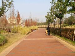 -九龙湖公园
