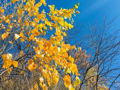 -五营红松林海景区