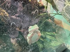 -上海大自然野生昆虫馆(东方明珠·爬宠昆虫探索中心)