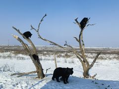 -黑瞎子岛探秘野熊园