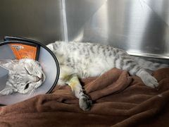 -宠颐生动物医院·猫科·心脏科(海口分院)