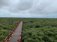 -北海金海湾红树林生态旅游区