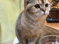 -猫色咖啡·猫咖