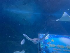 -烟台海昌鲸鲨海洋公园