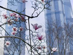 -陆家嘴中心绿地