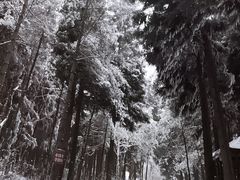 -武陵山森林公园