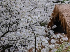 -中国茶叶博物馆(双峰馆区)