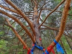 -北极村旅游风景区
