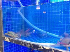 -姜君·千岛湖鱼头馆(浦东大道店)