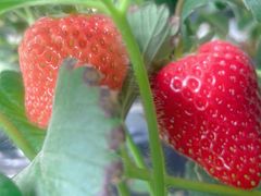 -甜心庄园·甜心草莓采摘园(西青中北店)