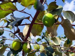 -新塘水果乐园(东洲大道店)