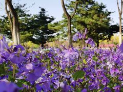 -大兴滨河森林公园