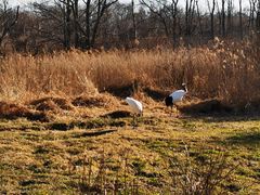 -钏路市丹顶鹤自然公园