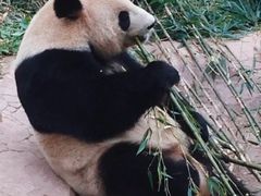 -都江堰中华大熊猫苑