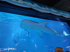 -烟台海昌鲸鲨海洋公园