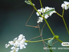 -苍山感通索道