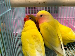 -青石桥花鸟鱼虫市场(叠翠城店)