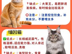 -lincat·猫舍(广州店)