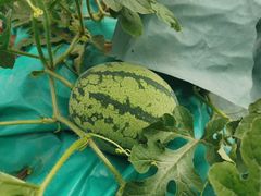 -爸爸糖吐司面包(重庆解放碑英利大融城店)