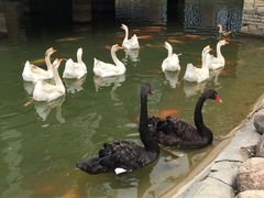 -芭东小镇温泉