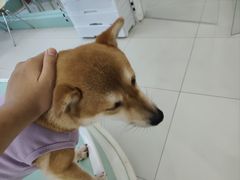 -怪兽屋·羊驼·猫咖·狗咖(俊华广场店)